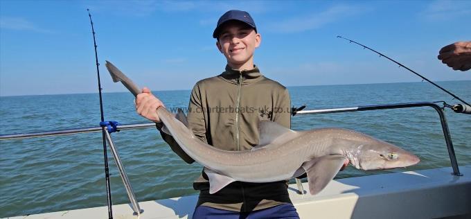 13 lb Starry Smooth-hound by Kyle