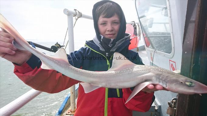 5 lb 4 oz Smooth-hound (Common) by Freddy from Kent