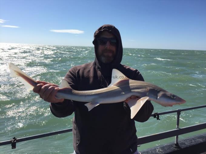 4 lb Smooth-hound by Unknown