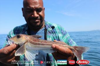 1 lb Grey Gurnard by Phil