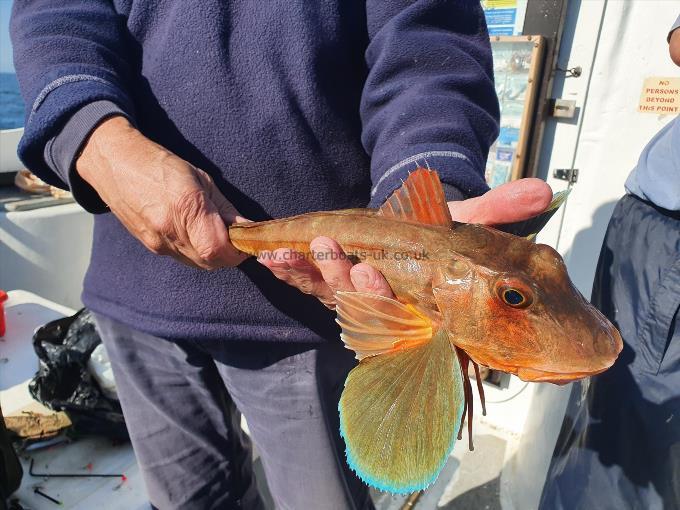 1 lb 5 oz Tub Gurnard by Unknown