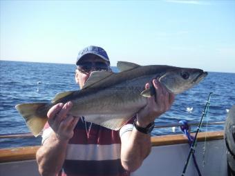 7 lb 2 oz Pollock by gordon