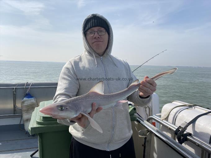 4 lb Smooth-hound by Unknown