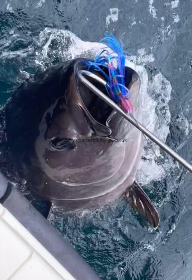 520 lb Bluefin Tuna by Julian Lewis Jones