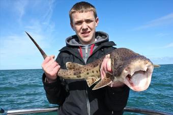 5 lb Bull Huss by Charlie