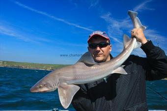 8 lb Starry Smooth-hound by Dave