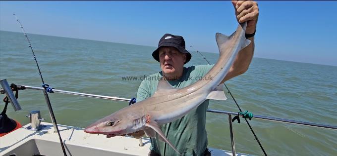 10 lb Smooth-hound by Lawrence