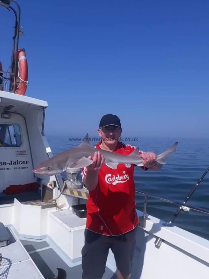 10 lb 8 oz Starry Smooth-hound by Unknown