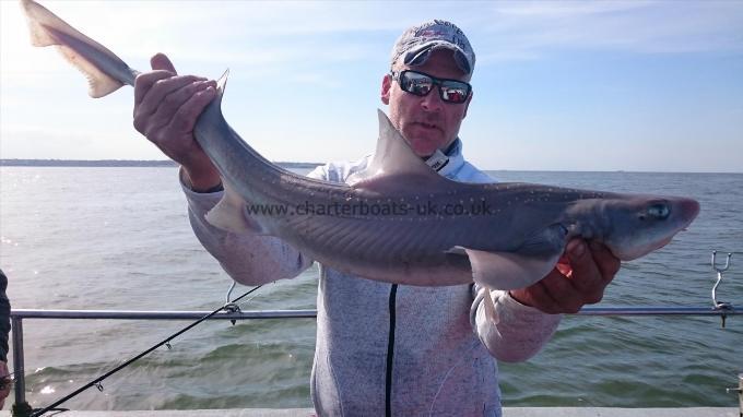 12 lb 3 oz Starry Smooth-hound by Phil from Southend