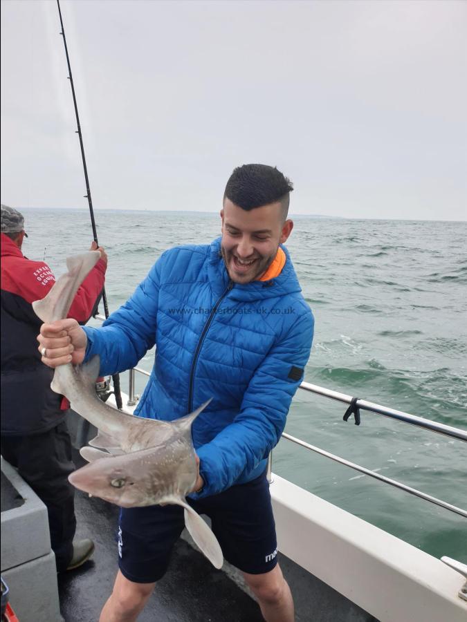 8 lb 8 oz Smooth-hound (Common) by Bob Marshall