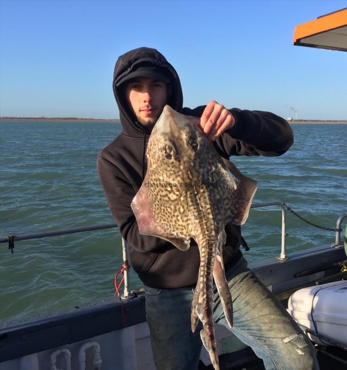 7 lb Thornback Ray by Unknown