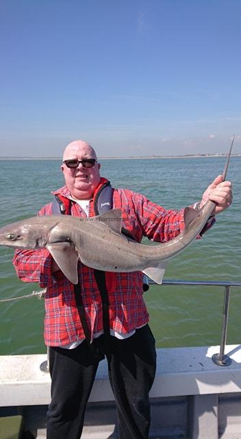 16 lb 1 oz Smooth-hound (Common) by Roger
