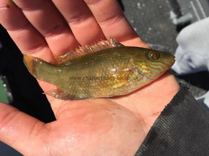 3 oz Corkwing Wrasse by Unknown