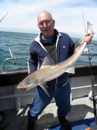 12 lb Starry Smooth-hound by Unknown