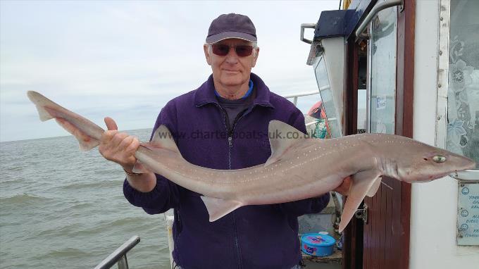 12 lb Smooth-hound (Common) by Roger From Kent