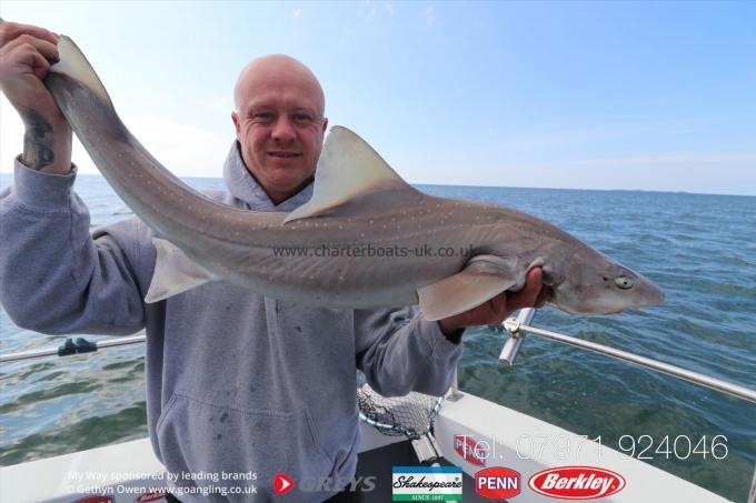 19 lb Starry Smooth-hound by Unknown