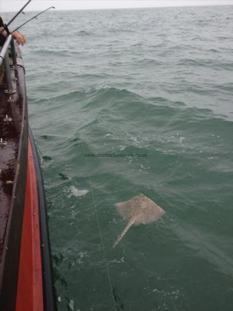 7 lb Thornback Ray by John `Watch `em go back`