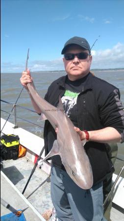 12 lb Starry Smooth-hound by Dave