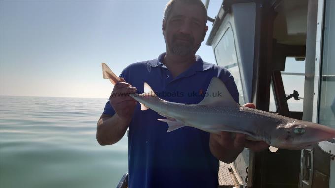 3 lb 3 oz Starry Smooth-hound by Russell