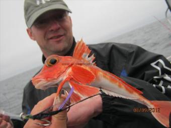 12 oz Red Gurnard by Unknown