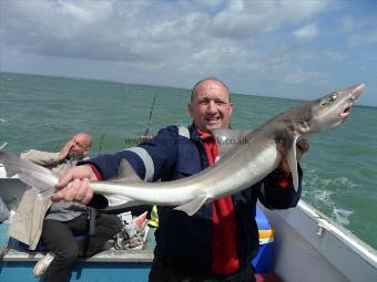 14 lb 9 oz Smooth-hound (Common) by Dave