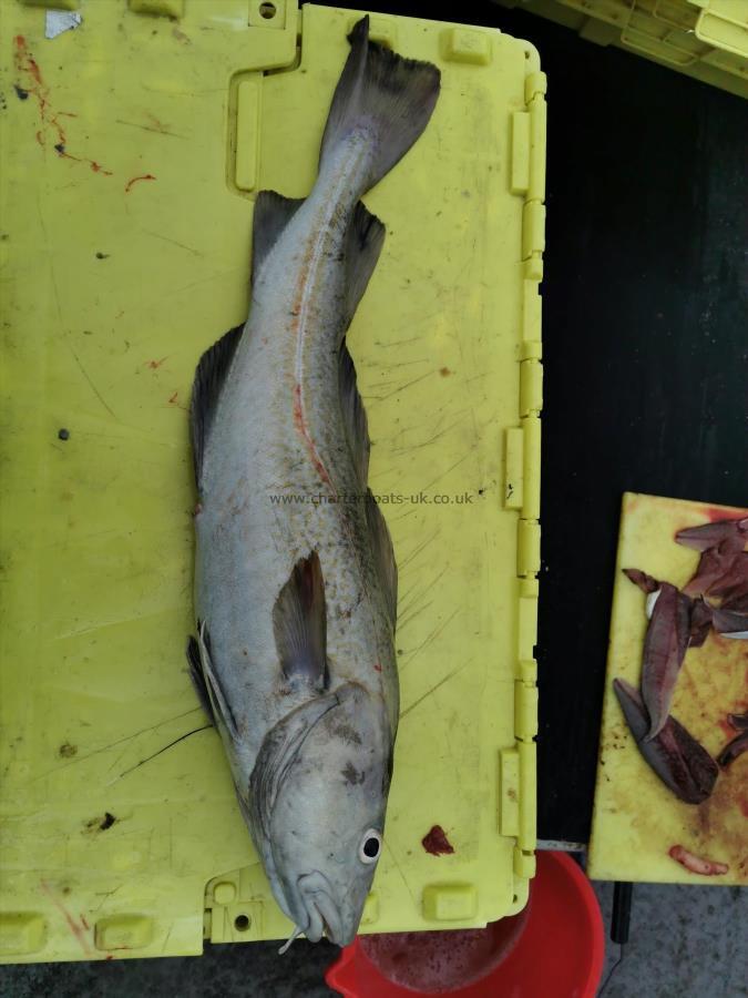 8 lb 7 oz Cod by philip ayers