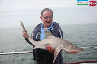 15 lb Starry Smooth-hound by Malc