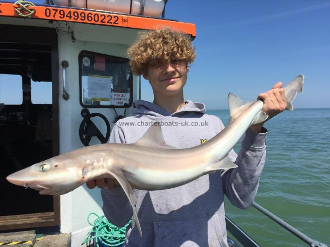 8 lb Smooth-hound (Common) by Unknown