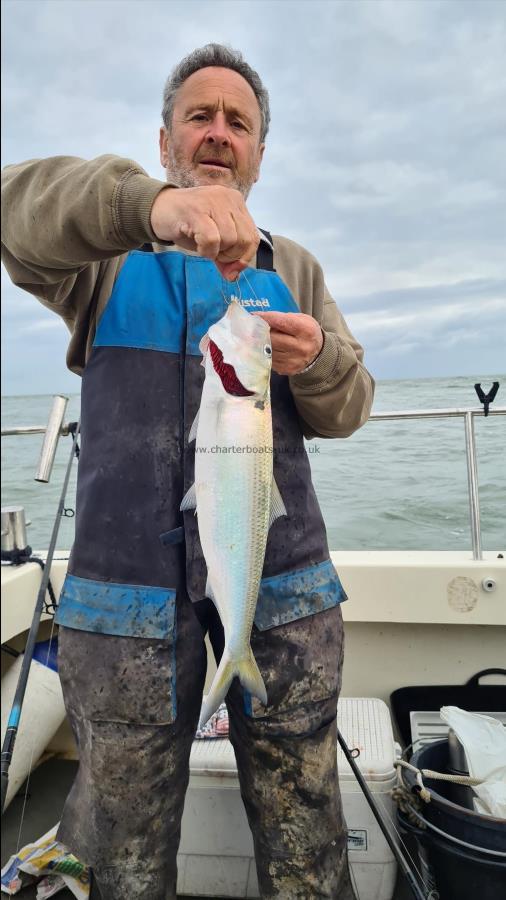 2 lb 2 oz Twaite Shad by Mick toomer