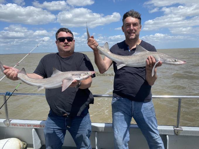 12 lb 2 oz Starry Smooth-hound by Unknown