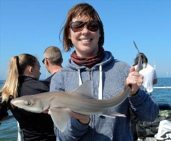 5 lb Smooth-hound by Unknown