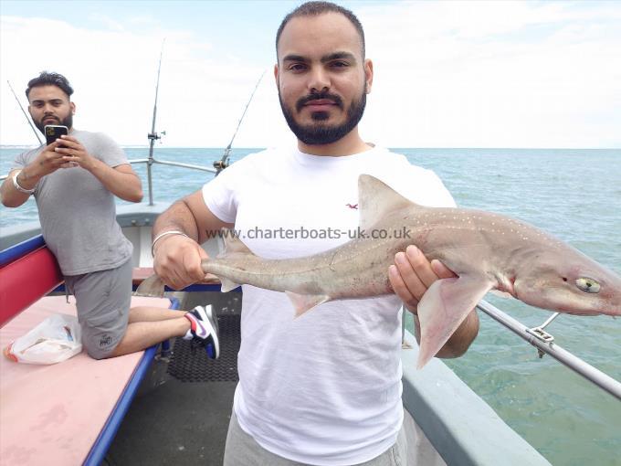 4 lb Starry Smooth-hound by Asif khan