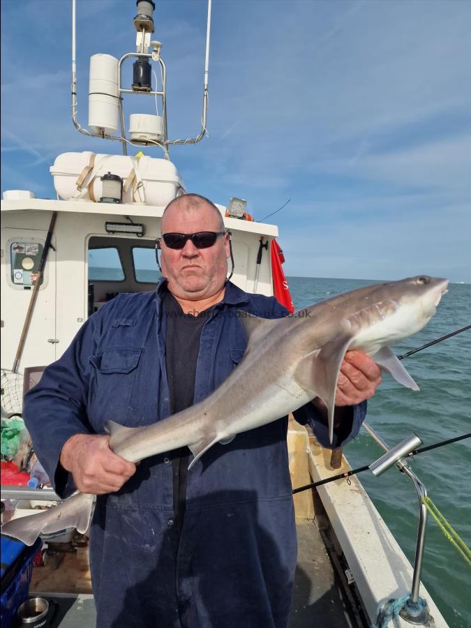 10 lb Starry Smooth-hound by Bison