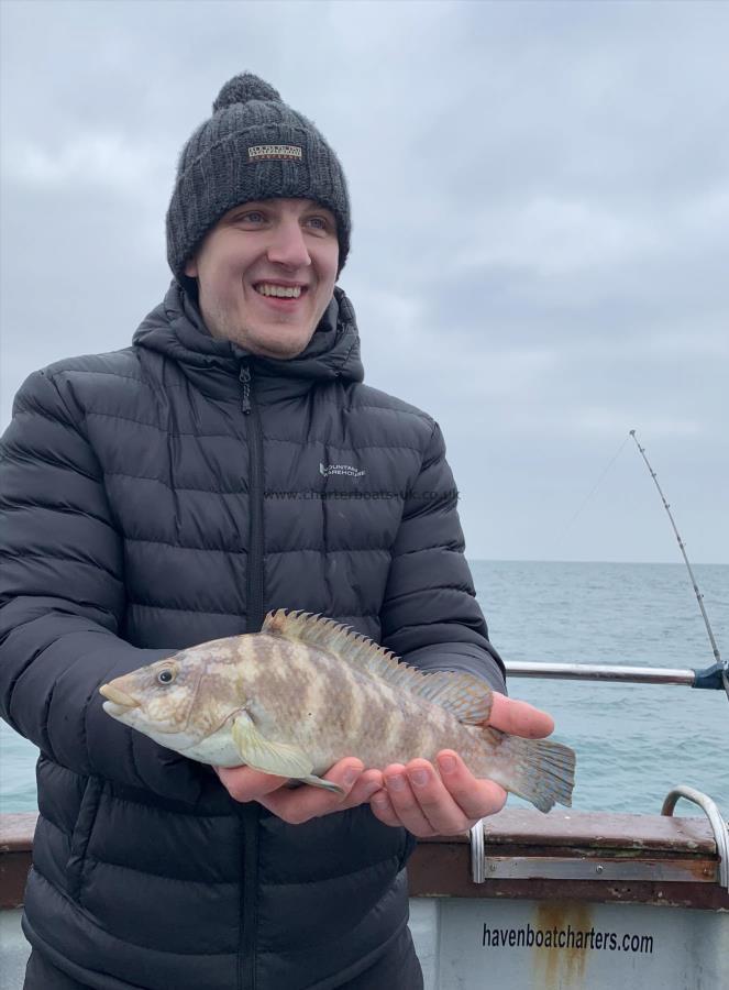 2 lb 8 oz Ballan Wrasse by Matt N