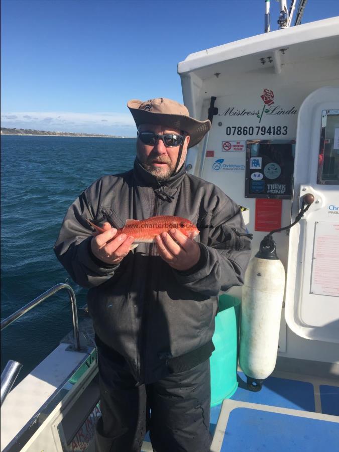 12 oz Red Mullet by Keith Trim