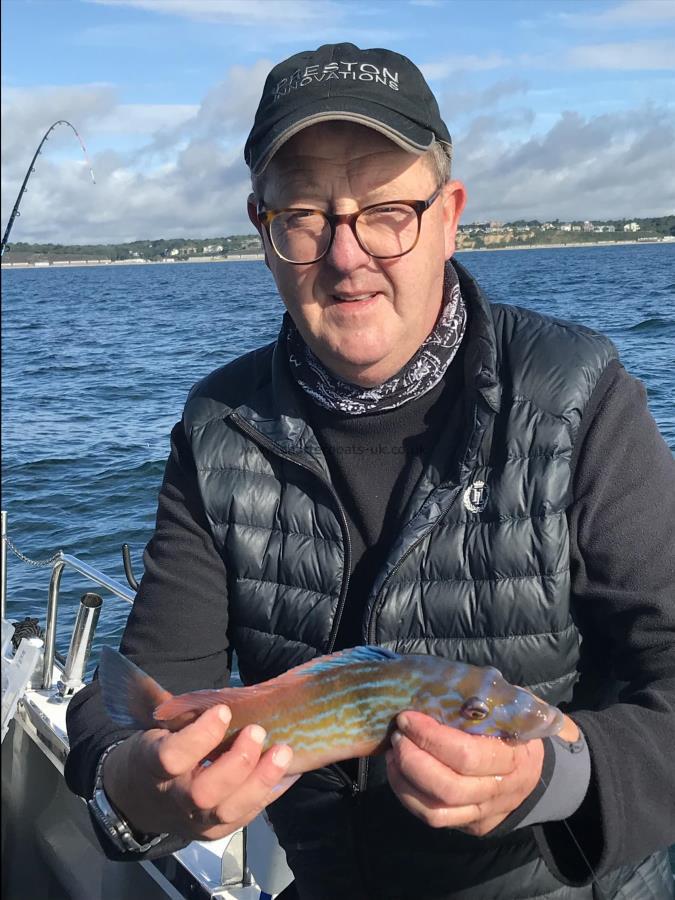 1 lb Cuckoo Wrasse by Karl