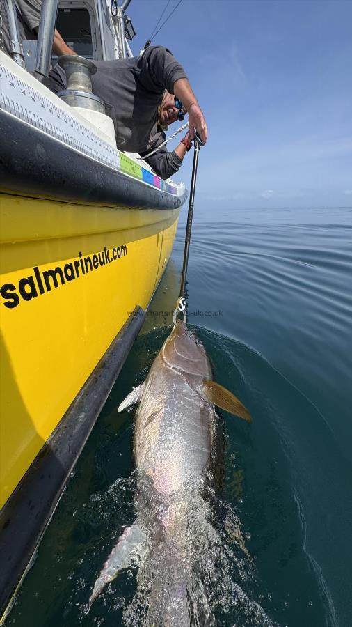 280 lb Bluefin Tuna by Unknown