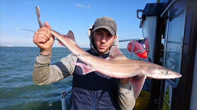 7 lb 7 oz Smooth-hound by Dan from Kent