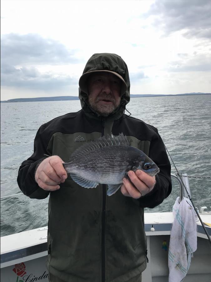 1 lb Black Sea Bream by Keith