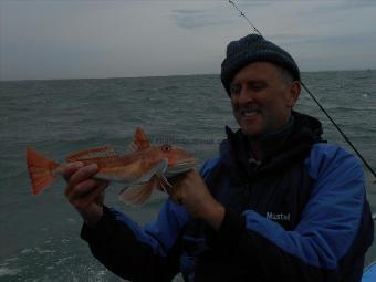 1 lb 12 oz Tub Gurnard by Ali Austin