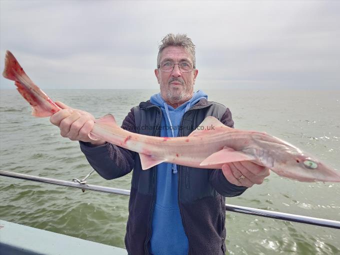 6 lb Starry Smooth-hound by Alex