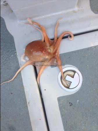 1 lb Octopus by Skipper