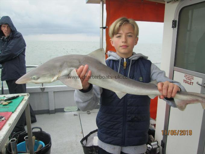 8 lb 2 oz Smooth-hound (Common) by Unknown