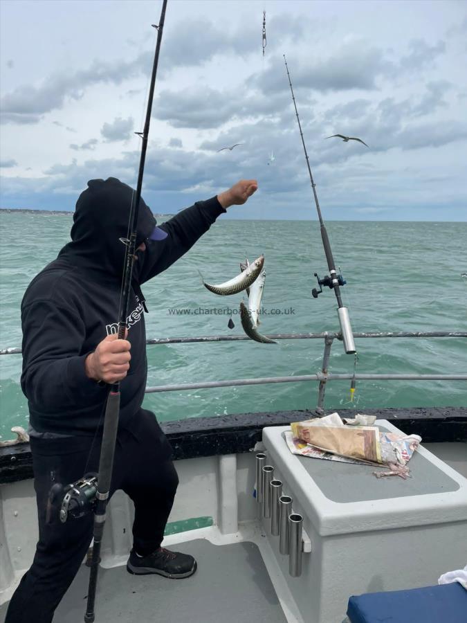 1 lb Mackerel by Unknown