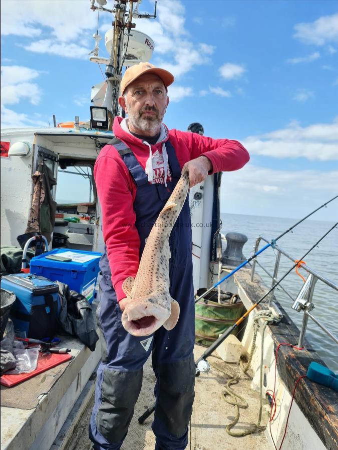 10 lb 6 oz Bull Huss by Unknown