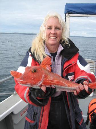 3 lb 2 oz Red Gurnard by Emma Hodge