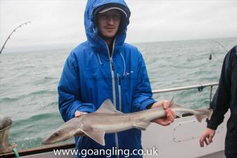 5 lb Starry Smooth-hound by Sam