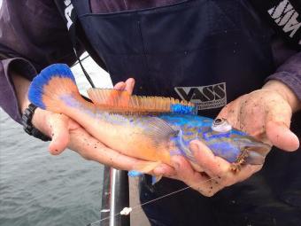 12 oz Cuckoo Wrasse by RAF v Police comp practice day