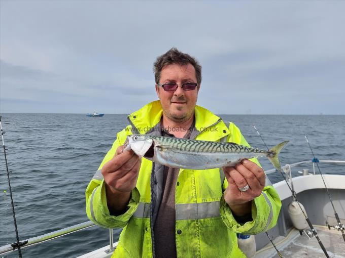 1 lb 5 oz Mackerel by Robert Lee