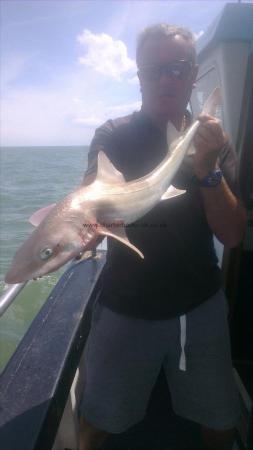 6 lb Starry Smooth-hound by john
